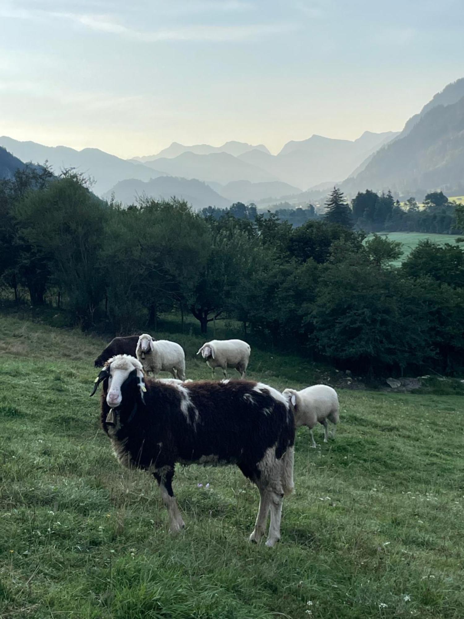 Appartamento Dreimaederlhaus Am Berg Pfronten Esterno foto